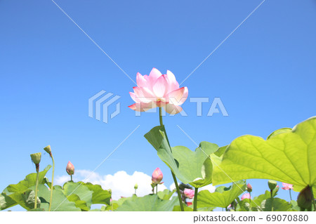Horiuchi Lotus Flower, Moka City, Tochigi Prefecture Horiuchi Lotus Flower, Moka City, Tochigi Prefecture 69070880