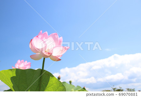 Horiuchi Lotus Flower, Moka City, Tochigi Prefecture 69070881