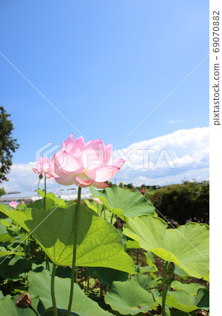 Horiuchi Lotus Flower, Moka City, Tochigi Prefecture 69070882