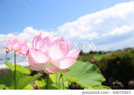 To木縣摩卡市內蓮花 69070883