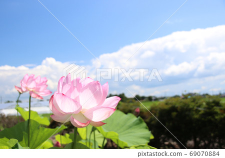 To木縣摩卡市內蓮花 69070884