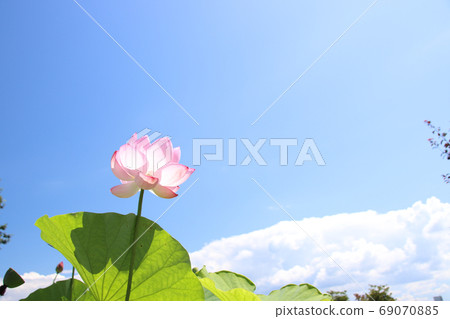 To木縣摩卡市內蓮花 69070885