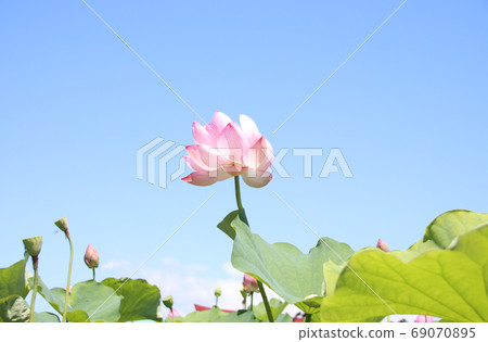 To木縣摩卡市內蓮花 69070895