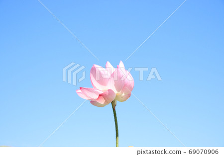 Horiuchi Lotus Flower, Moka City, Tochigi Prefecture Horiuchi Lotus Flower, Moka City, Tochigi Prefecture 69070906