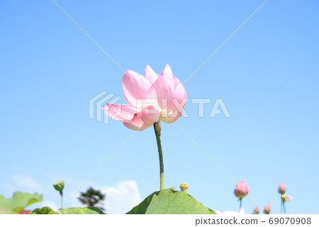 Horiuchi Lotus Flower, Moka City, Tochigi Prefecture Horiuchi Lotus Flower, Moka City, Tochigi Prefecture 69070908