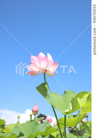 To木縣摩卡市內蓮花 69070939