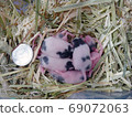 Panda mouse baby 8 days old 69072063