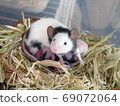 Panda mouse baby 8 days old 69072064