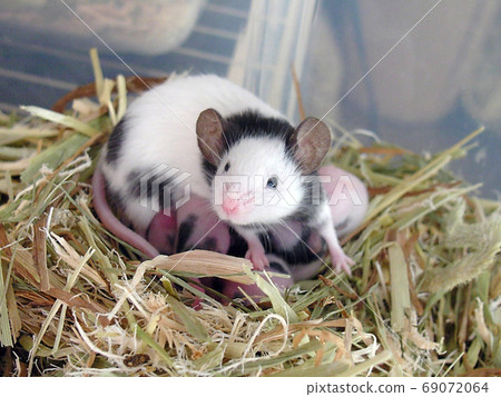 Panda mouse baby 8 days old 69072064