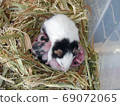 Panda mouse baby 8 days old 69072065