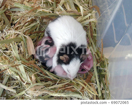 Panda mouse baby 8 days old 69072065