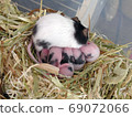 Panda mouse baby 8 days old 69072066