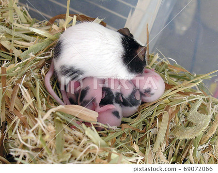 Panda mouse baby 8 days old 69072066