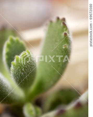 肉質植物熊之葉 69072080