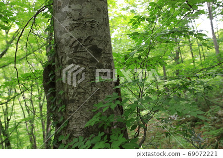 Beech forest walking path Beech forest walking path 69072221