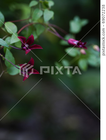 鐵線蓮Claviity Beauty 鐵線蓮Claviity Beauty 69072238