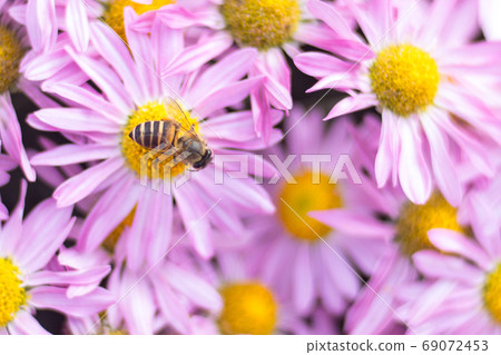 Chrysanthemum Chrysanthemum 69072453