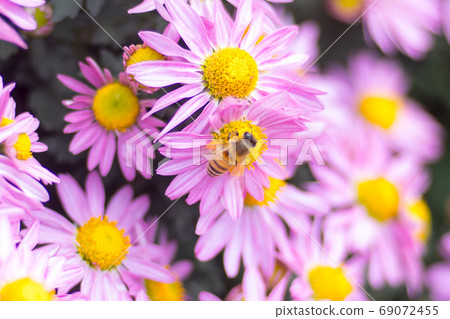 Chrysanthemum Chrysanthemum 69072455