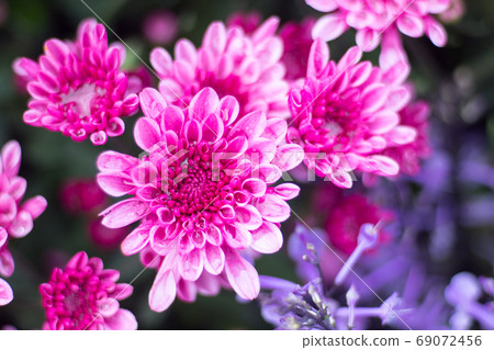 Chrysanthemum 69072456