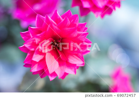 Chrysanthemum Chrysanthemum 69072457