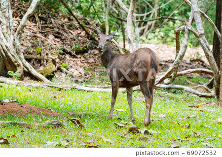 Deer standing on gold meadow with green tree Deer standing on gold meadow with green tree 69072532