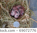 Baby panda mouse 7 days old 69072776