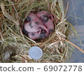 Baby panda mouse 7 days old 69072778