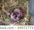 Baby panda mouse 7 days old 69072779
