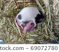 Baby Panda Mouse 6 days old 69072780