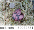 Baby Panda Mouse 6 days old 69072781