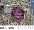 Baby Panda Mouse 4 days old 69072782