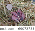 Baby panda mouse 5 days old 69072783
