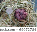 Baby Panda Mouse 4 days old 69072784