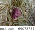 Baby panda mouse 2 days old 69072785