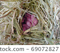 Baby panda mouse 2 days old 69072827