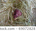 Baby panda mouse 2 days old 69072828