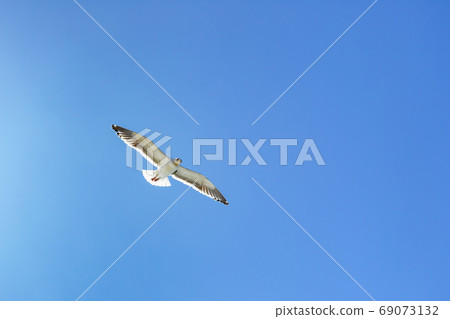 Seagull (Hokkaido) 69073132