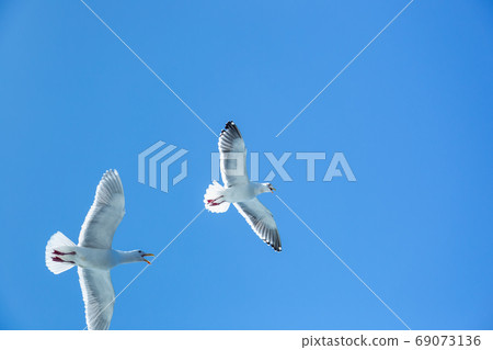 Seagull (Hokkaido) 69073136