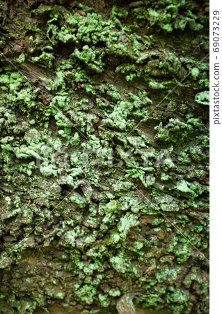 Moss on the tree trunk (vertical) 69073229