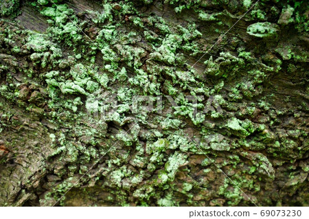 Moss on the tree trunk (side) 69073230