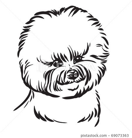 Vector image of Bishon dog on white background Vector image of Bishon dog on white background 69073363