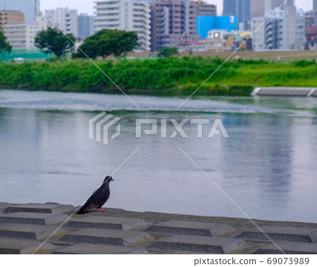 河流和橋樑 69073989