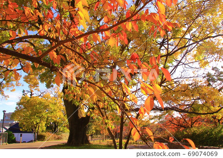 Autumn leaves at Shukugawa Park (Nishinomiya City, Hyogo Prefecture) 69074069