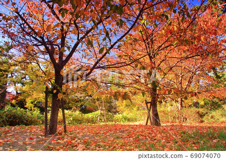 Autumn leaves at Shukugawa Park (Nishinomiya City, Hyogo Prefecture) 69074070
