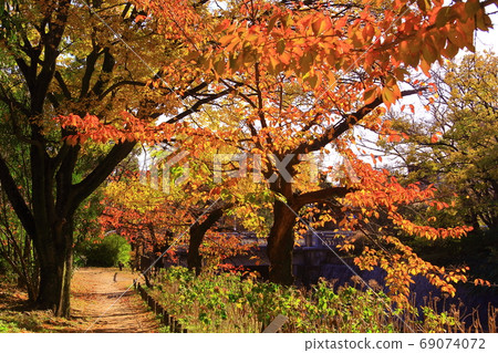 築川公園(兵庫縣西宮市)的秋葉 築川公園(兵庫縣西宮市)的秋葉 69074072