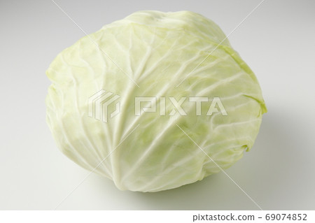 cabbage  69074852