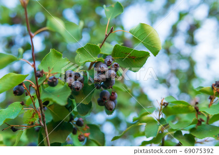 Amelanchier alnifolia, the saskatoon, Pacific serviceberry, western serviceberry on the branches of a tree harvest berries. selective focus 69075392