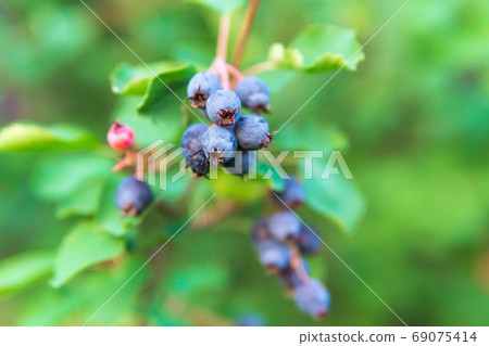 decorative fruit bushes of Saskatoon berries inky hue, as the source for design. Pacific serviceberry, western serviceberry on the branches 69075414