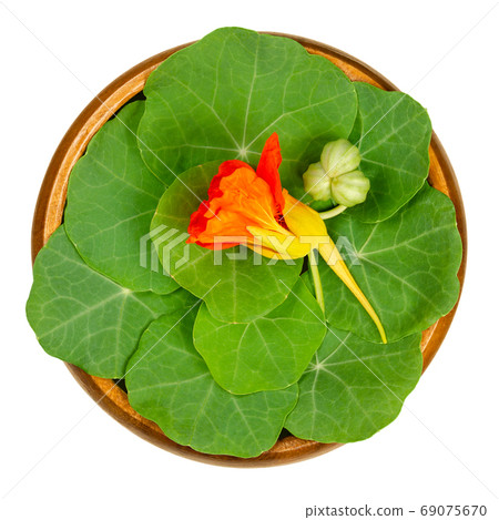 Garden nasturtium, rounded leaves, bright red flower and unripe seed pod in wooden bowl. Tropaeolum majus, nasturtian, nose-twister or nose-tweaker, a salad ingredient. Close-up from above food photo. 69075670