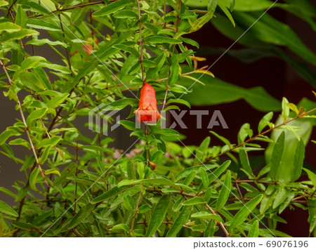pomegranate flowers and green leaves in nature pomegranate flowers and green leaves in nature 69076196